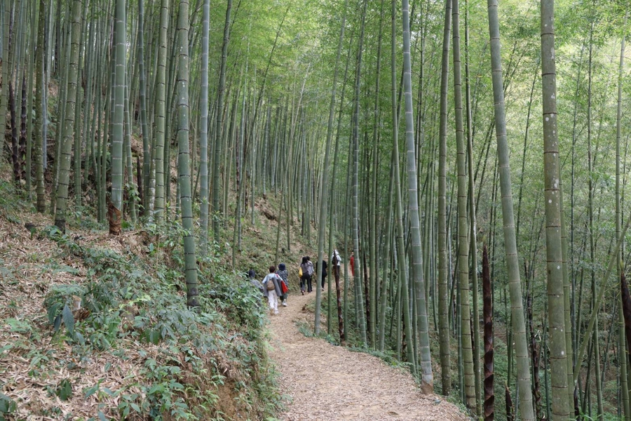 來趟五感體驗療癒之旅  2024世界竹博覽會雲林展區盛大登場