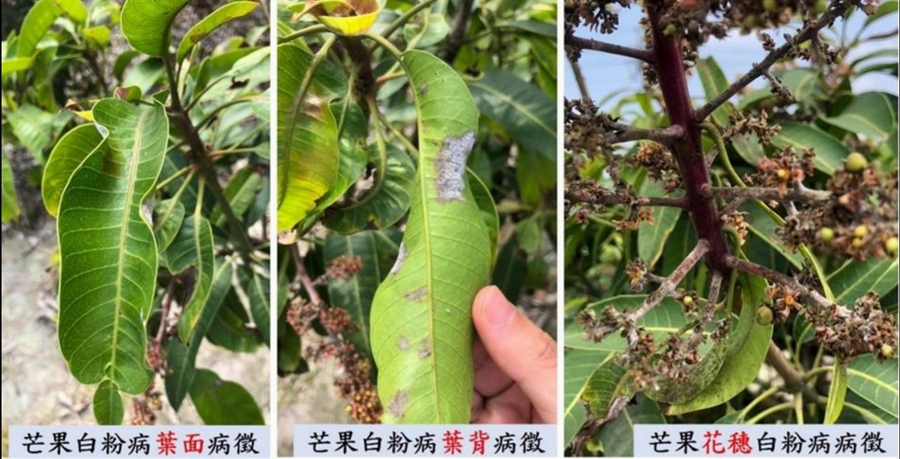 高溫又陣雨氣候  彰化農作病害已出現